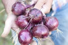 Onion Red Baron Sets qty.100 non gmo