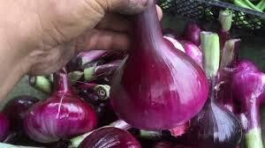 Onion Red Baron Sets qty.100 non gmo