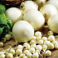 Onion Snowball White Sets qty.100 non gmo