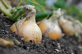Onion Snowball White Sets qty.100 non gmo