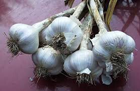 Garlic California Softneck Sets qty.3 non gmo
