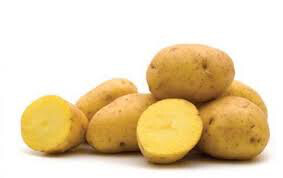 Potato &#39;Yukon Gold&#39; Seed Non-GMO