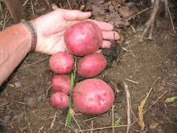 Potato &#39;Red Norland Seed&#39; Non-GMO