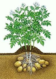 Potato &#39;Red Norland Seed&#39; Non-GMO