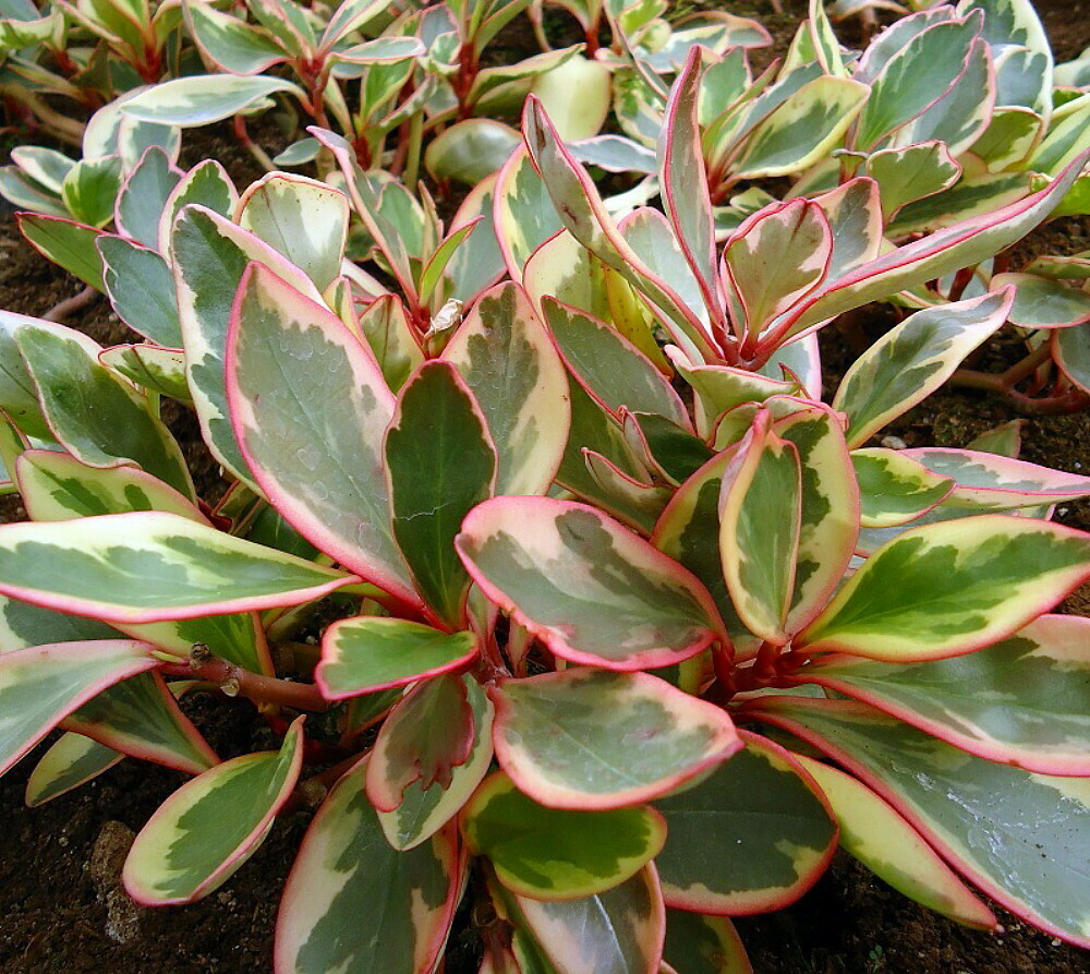 Rainbow Peperomia 4.5&quot;