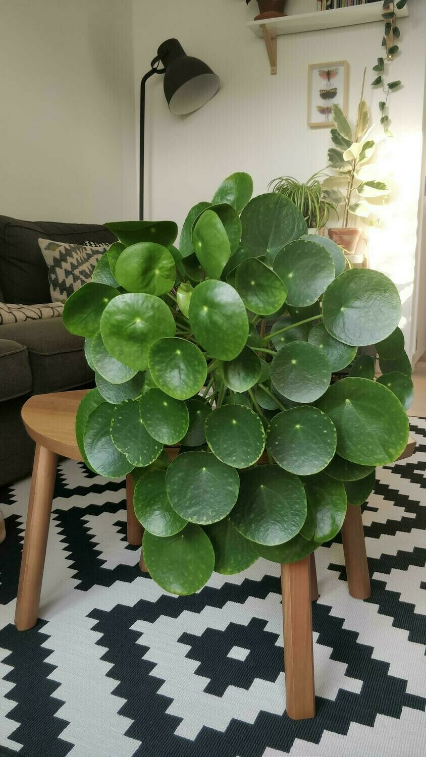 Chinese Money Plant Pilea Hanging Basket 6&quot;