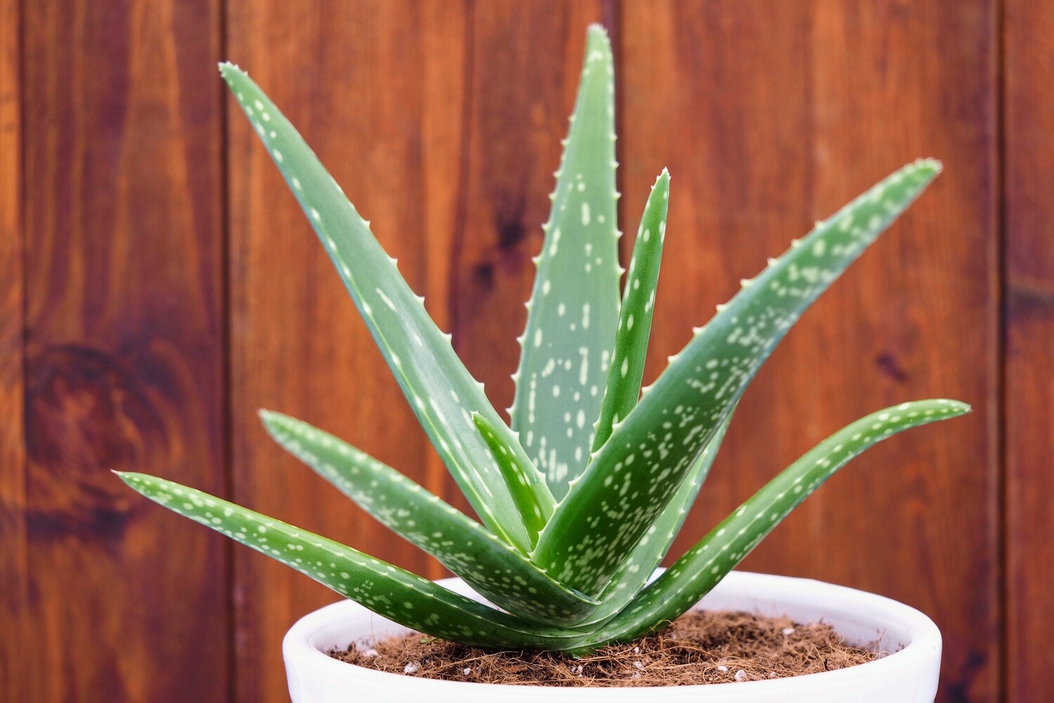 Aloe 4.5&quot;