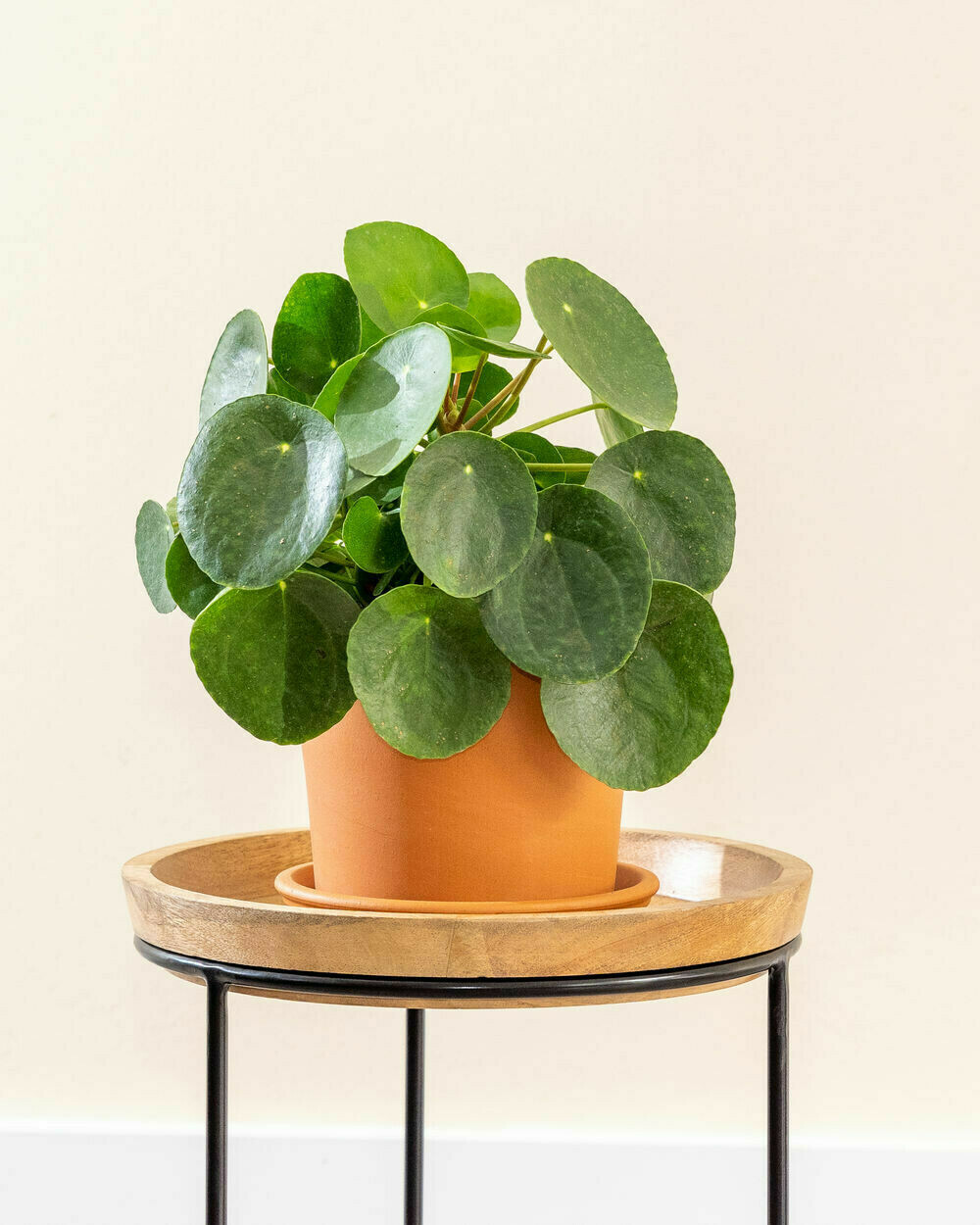 Chinese Money Plant Pilea Hanging Basket 6&quot;