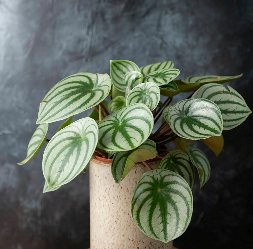 Watermelon Peperomia 4.5&quot;