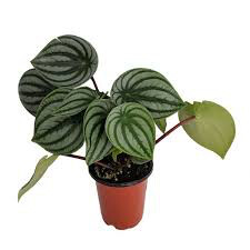 Watermelon Peperomia 4.5&quot;
