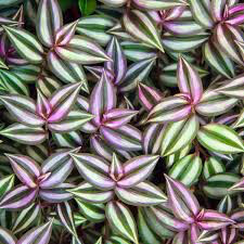 Purple Wandering Jew Hanging Basket 10&quot;