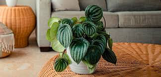 Watermelon Peperomia 4.5&quot;