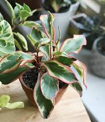 Rainbow Peperomia 4.5&quot;