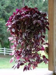 Purple Wandering Jew Hanging Basket 10&quot;