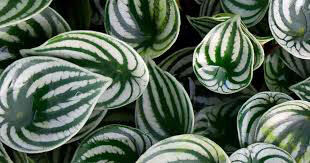 Watermelon Peperomia 4.5&quot;