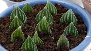 Watermelon Peperomia 4.5&quot;