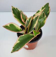 Rainbow Peperomia 4.5&quot;