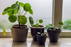 Chinese Money Plant Pilea Hanging Basket 6&quot;