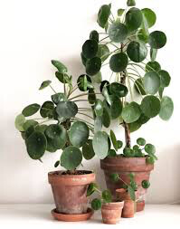 Chinese Money Plant Pilea Hanging Basket 6&quot;