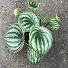 Watermelon Peperomia 4.5&quot;