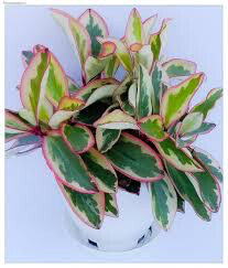 Rainbow Peperomia 4.5&quot;