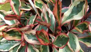 Rainbow Peperomia 4.5&quot;