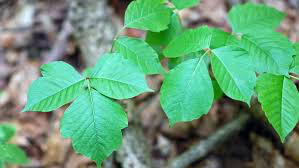 Poison Oak &amp; Ivy Killer