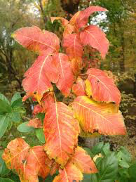 Poison Oak &amp; Ivy Killer