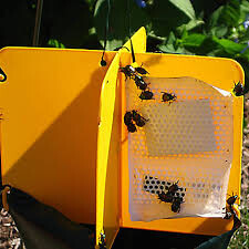 Japanese Beetle Trap