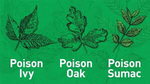 Poison Oak &amp; Ivy Killer