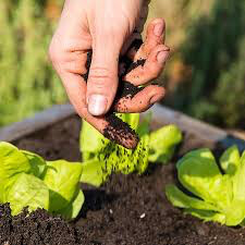 Organic Earthworm Castings