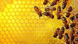  Honey Locally made/havested