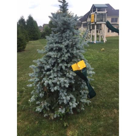 Japanese Beetle Trap Bags