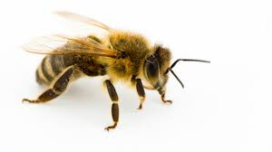  Honey Locally made/havested