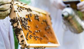  Honey Locally made/havested