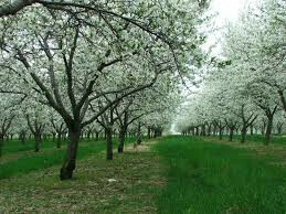  cherry tart Prunus cerasus ‘Montmorency'