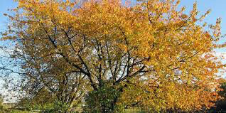  cherry tart Prunus cerasus ‘Montmorency&#39;