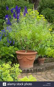 Aloysia citrodora Lemon Verbena Organic