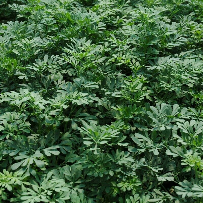 Ruta graveolens Organic