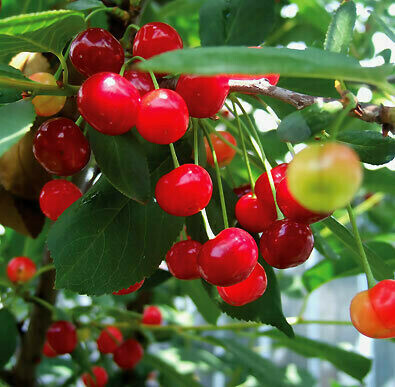  cherry tart Prunus cerasus ‘Montmorency&#39;