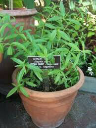 Aloysia citrodora Lemon Verbena Organic
