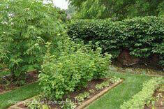Ribes spp. &#39;Jostaberry/ gooseberry&#39;