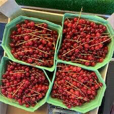 Currant Ribes rubrum &#39;Red Lake&#39;