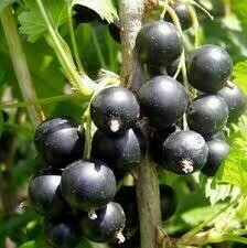 Ribes spp. &#39;Jostaberry/ gooseberry&#39;