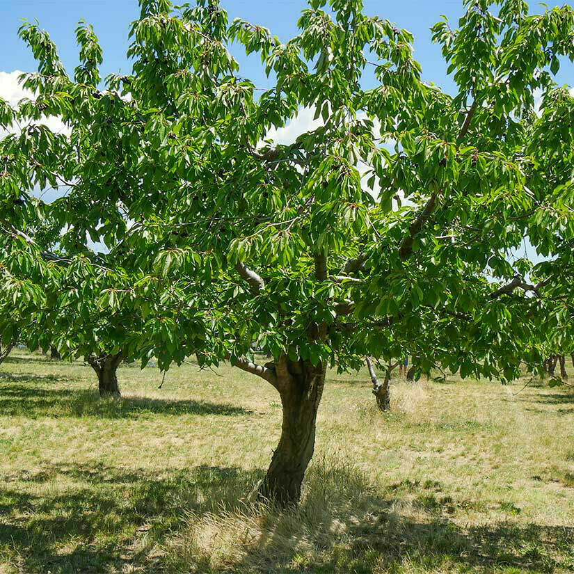Cherry Prunus avium &#39;Bing&#39;