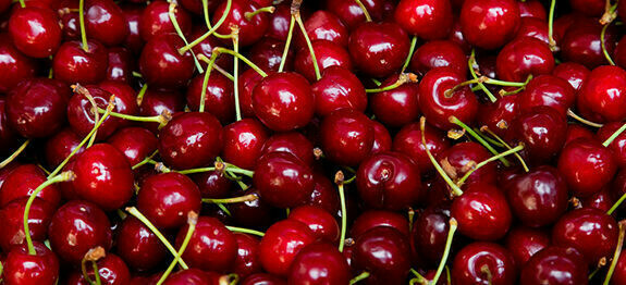 Cherry Prunus avium &#39;Bing&#39;