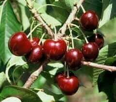 Cherry Prunus avium 'Black York'
