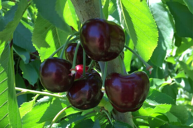 Cherry Prunus avium &#39;Black York&#39;