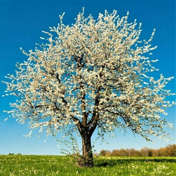  cherry tart Prunus cerasus ‘Montmorency&#39;