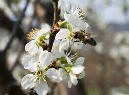 Cherry Prunus avium &#39;Black York&#39;